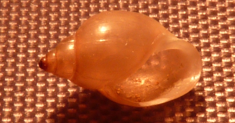 Haminoeidae Haminoea fusari ?